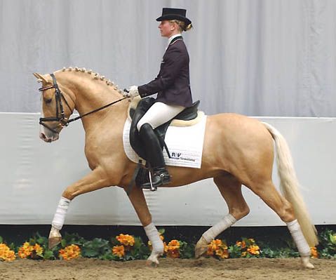 Alex Gerding, Dressage and Showjumping Clinics